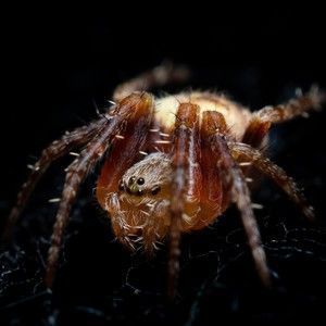 Meet your Posher, Delano